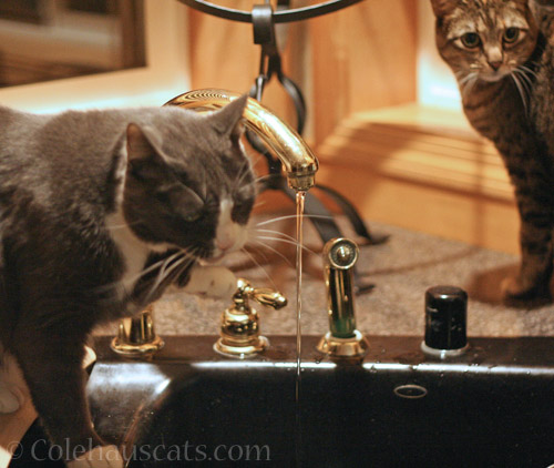 Tessa at the faucet © Colehauscats.com
