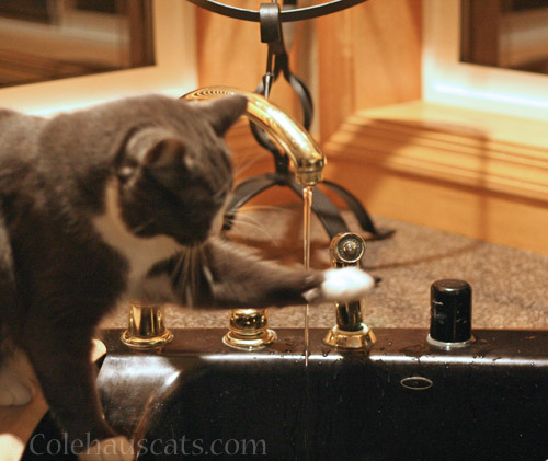 Tessa at the faucet © Colehauscats.com