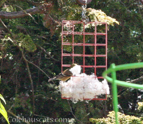 Nest-building puff bigger than bird's head © Colehauscats.com