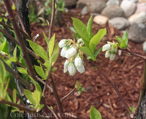 Few blueberry flowers this year © Colehauscats.com