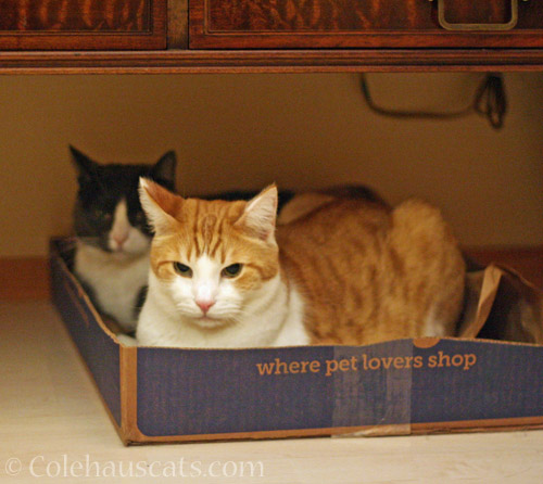 Box Buddies Tessa and Quint © Colehauscats.com