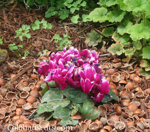 Cyclamen © Colehauscats.com