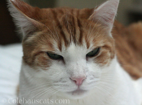 Grumpy Quint © Colehauscats.com