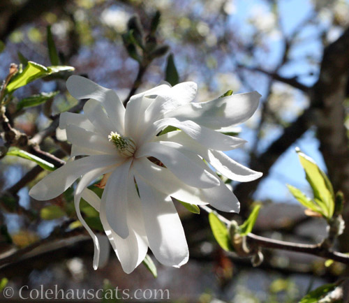 Last star magnolia flower 2021 © Colehauscats.com