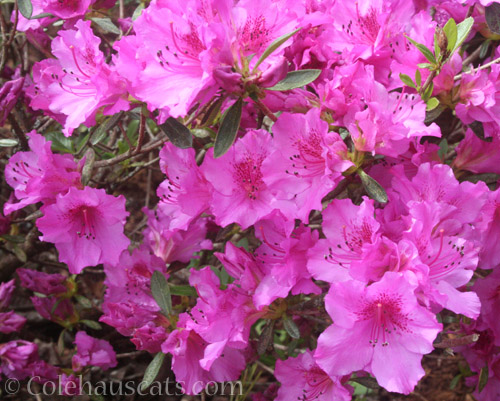 Magenta azalea © Colehauscats.com