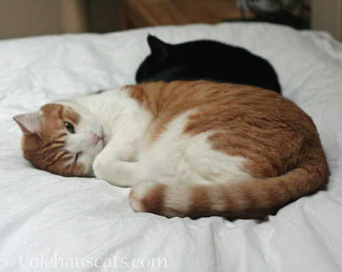 Nap Buddies Quint and Olivia © Colehauscats.com