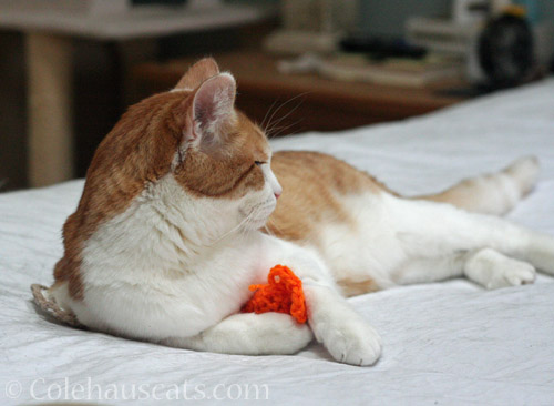 Quint and his favorite Tooth Fairy soft toy © Colehauscats.com