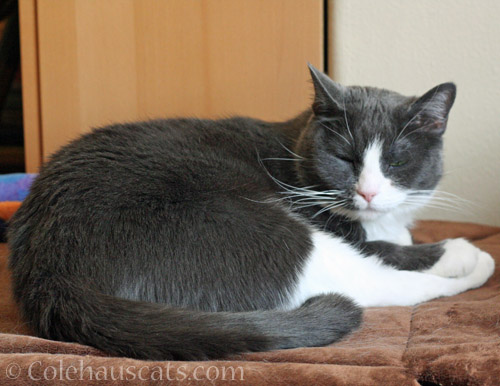 Tessa on a cat bed © Colehauscats.com