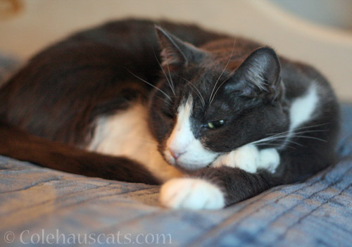 Tessa on a soft blanket © Colehauscats.com
