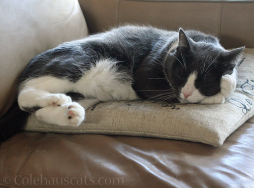 Tessa on a pillow © Colehauscats.com