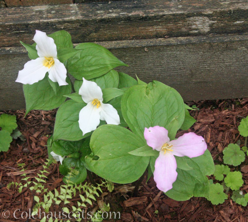 White trillium © Colehauscats.com