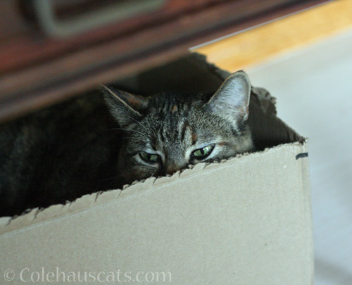Viola in a box © Colehauscats.com