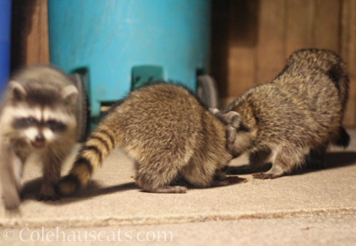 Watching the new babies © Colehauscats.com