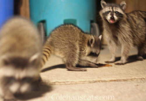 A very close baby investigation © Colehauscats.com