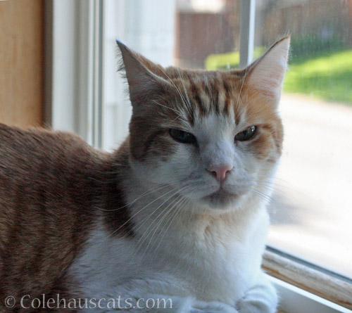 Enough already! © Colehauscats.com