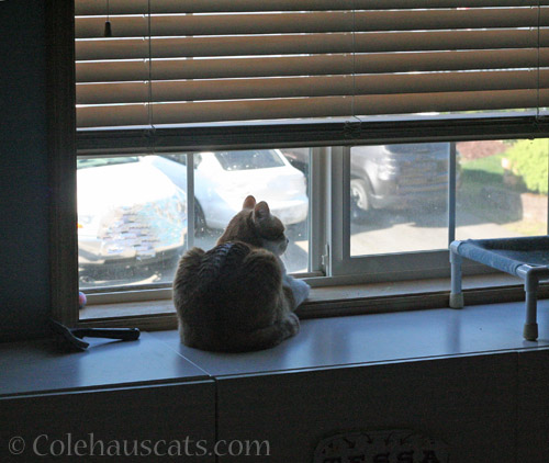 Enjoying the view © Colehauscats.com