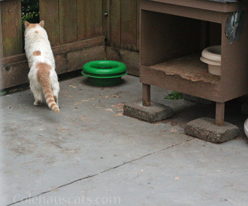 Rusty leaving, June 2021 © Colehauscats.com