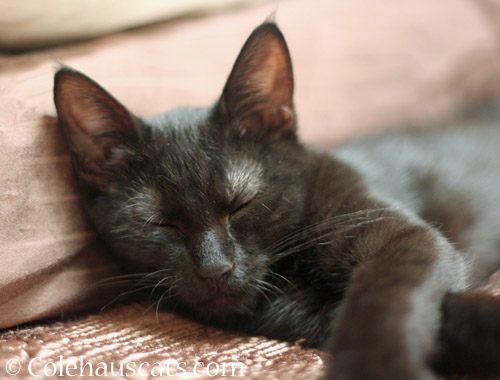 Sleepy baby Olivia, 2012 © Colehauscats.com