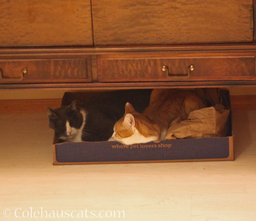 Box Buddies Tessa and Quint © Colehauscats.com