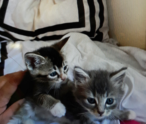 Found kittens, little Scott and sister Hawthorne