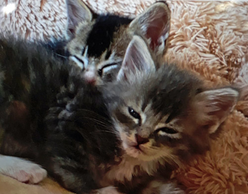 Found kittens, little Scott and sister Hawthorne