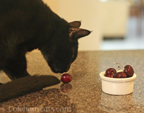 Olivia with cherries © Colehauscats.com