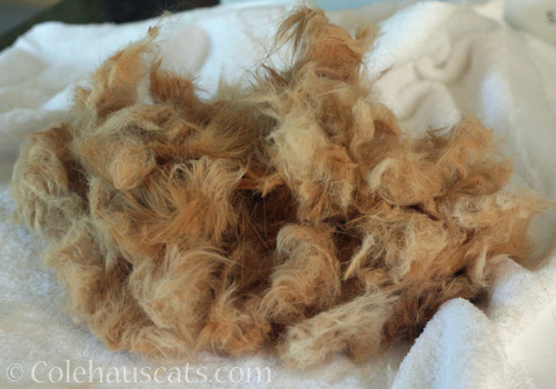 It's fur clipping time! © Colehauscats.com