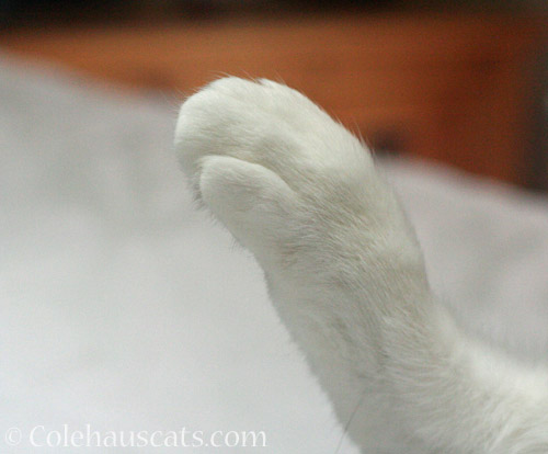 Someone's foot © Colehauscats.com