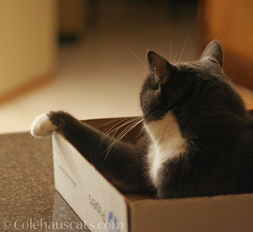 Tessa in a box © Colehauscats.com