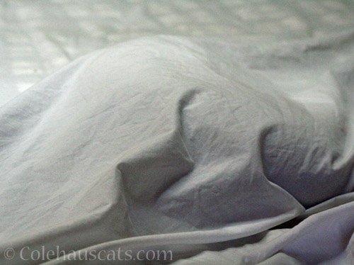 A Lump of Quint © Colehauscats.com