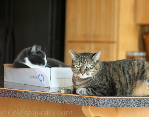 Tessa (in box) and Viola © Colehauscats.com