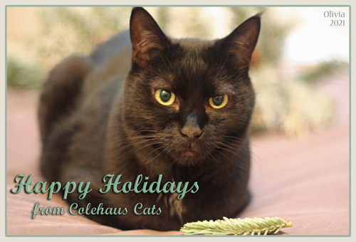 Happy Holidays from Ms. "I'm fed up with this..." Olivia © Colehauscats.com
