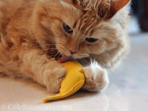 One very happy ginger floof! © Colehauscats.com