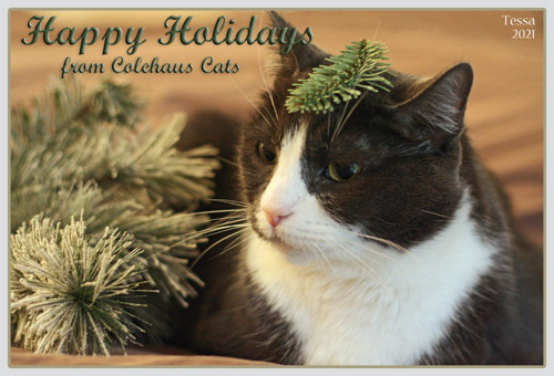 Happy Holidays from Ms. "Someone's gonna pay" Tessa © Colehauscats.com