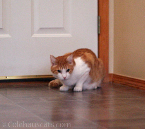 Floor Supervisor © Colehauscats.com