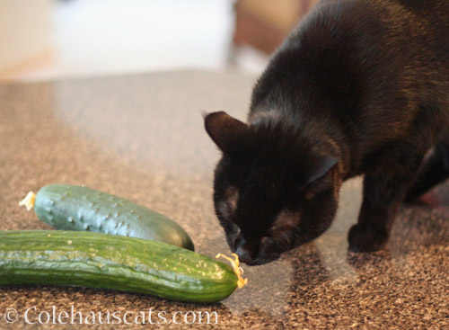 Not afraid of cucumbers © Colehauscats.com