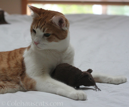 Quint and rat © Colehauscats.com
