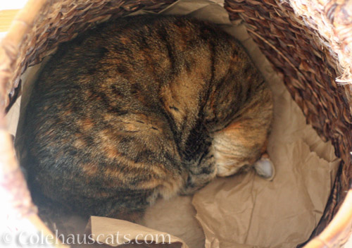 Viola hibernating © Colehauscats.com