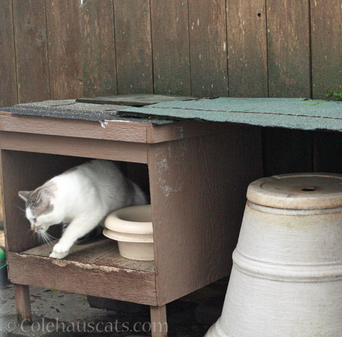 New-ish neighborhood visitor Lloyd leaving, 2/2022 © Colehauscats.com