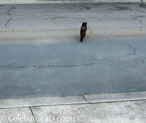 Neighborhood cat Mr. MewMew © Colehauscats.com