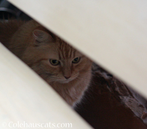 Pia's Hiding Spot © Colehauscats.com
