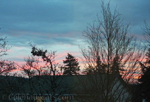 A pretty sunrise, a new day, 2/2022 © Colehausscats.com