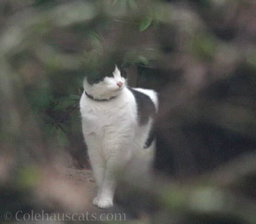 Mystery visitor © Colehauscats.com