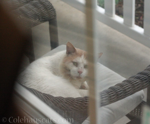 Neighborhood visitor Rusty, 2/2022 © Colehauscats.com