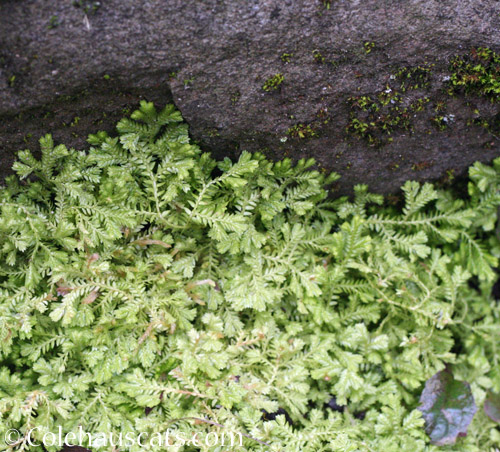 Some moss © Colehauscats.com