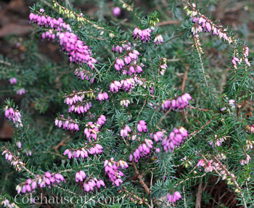 Winter heather © Colehauscats.com