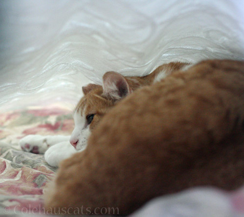 Quint in his blanket fort © Colehauscats.com