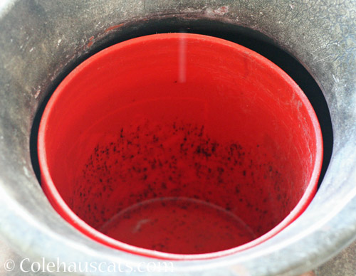 Bucket of drips © Colehauscats.com