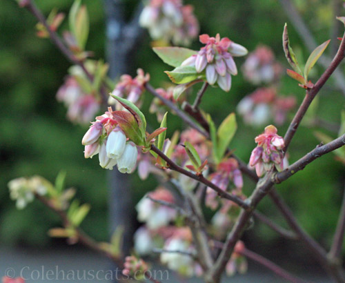 Blueberry blooms, 2022 © Colehauscats.com