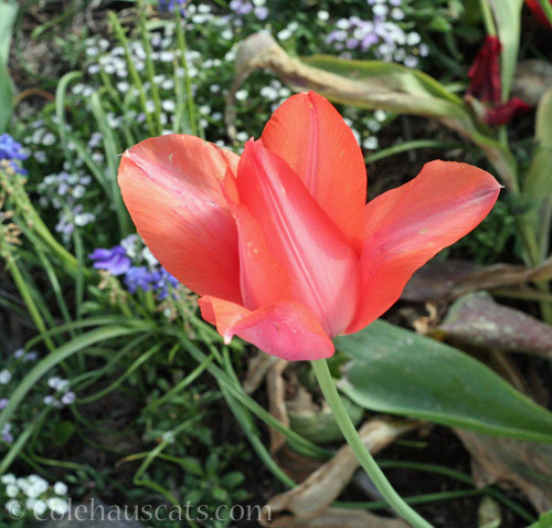 Last tulip, 2022 © Colehauscats.com